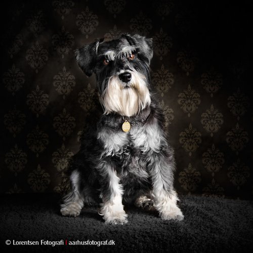 hundefotografering-27263-136 hundefotografering-27263-136