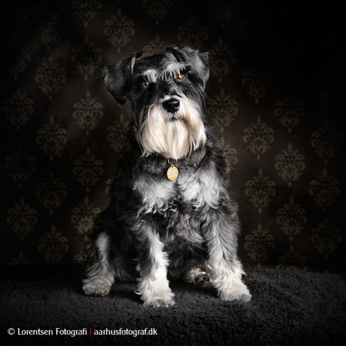 hundefotografering-27263-136